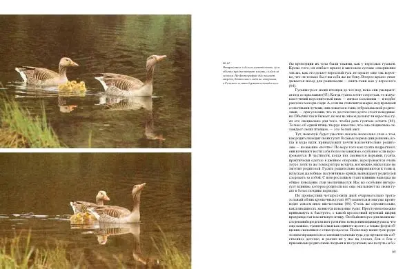 Конрад Лоренц - Год серого гуся - Страница № 49