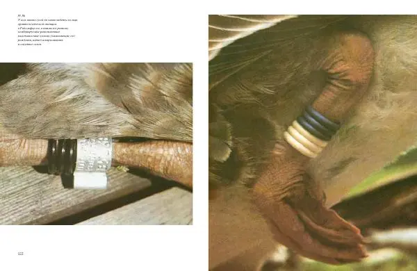 Конрад Лоренц - Год серого гуся - Страница № 63