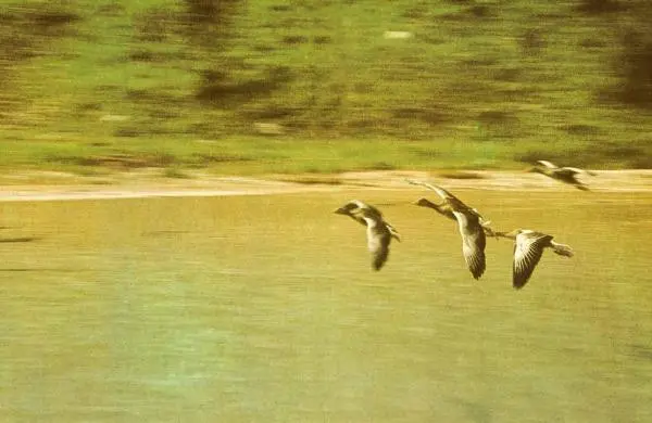 Конрад Лоренц - Год серого гуся - Страница № 75