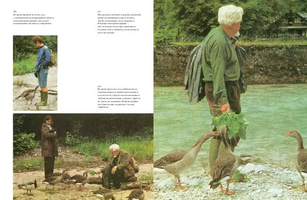 Конрад Лоренц - Год серого гуся - Страница № 77