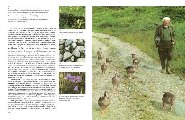 Конрад Лоренц - Год серого гуся - Страница № 79