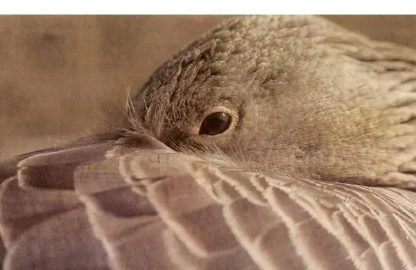 Конрад Лоренц - Год серого гуся - Страница № 95