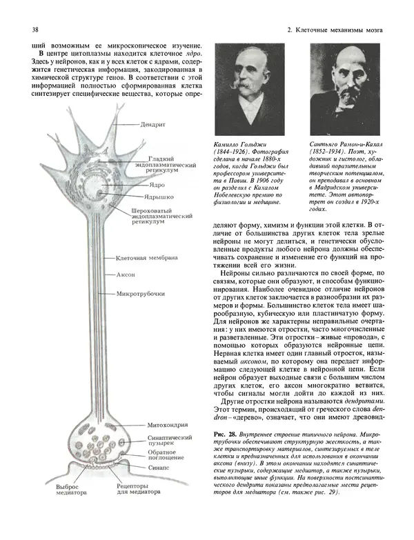 Флойд Блум - Мозг, разум и поведение - Страница № 39