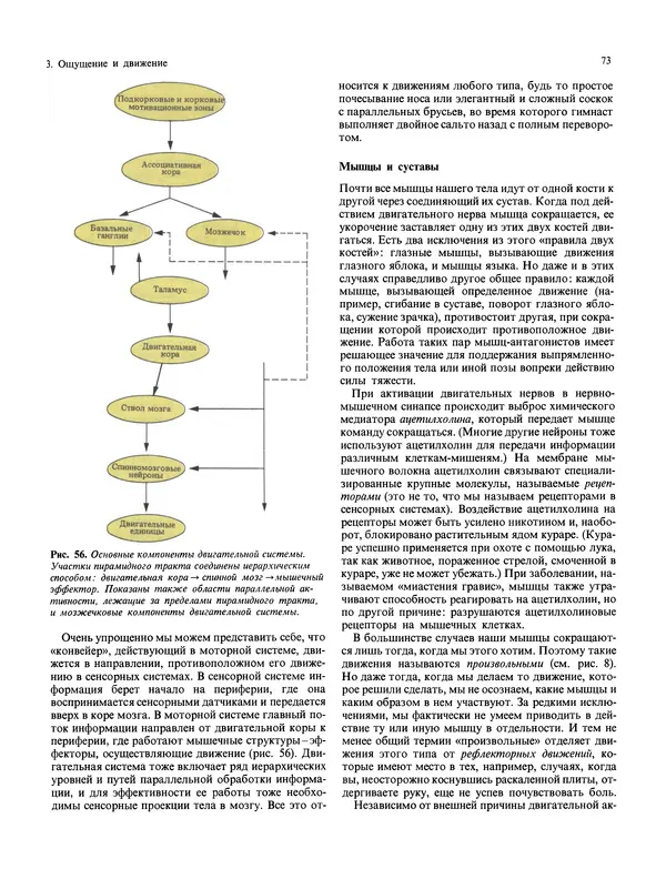 Флойд Блум - Мозг, разум и поведение - Страница № 74