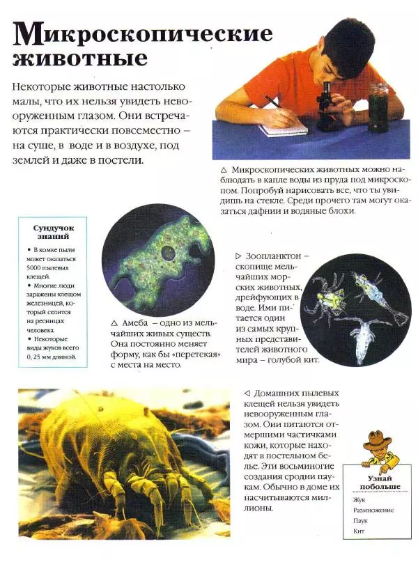 Джон Фарндон - Всё о животных от А до Я. Энциклопедия для детей - Страница № 80