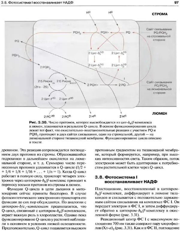 Ганс-Вальтер Хелдт - Биохимия растений - Страница № 98