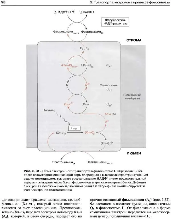 Ганс-Вальтер Хелдт - Биохимия растений - Страница № 99