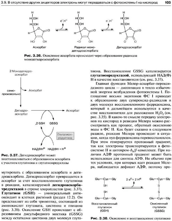 Ганс-Вальтер Хелдт - Биохимия растений - Страница № 104