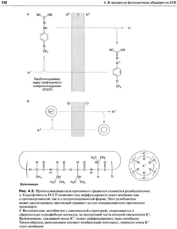 Ганс-Вальтер Хелдт - Биохимия растений - Страница № 113