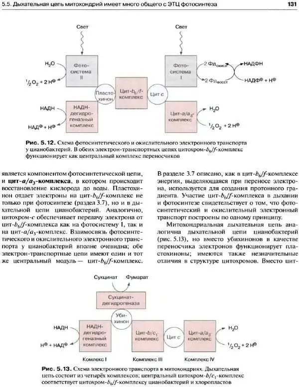 Ганс-Вальтер Хелдт - Биохимия растений - Страница № 132