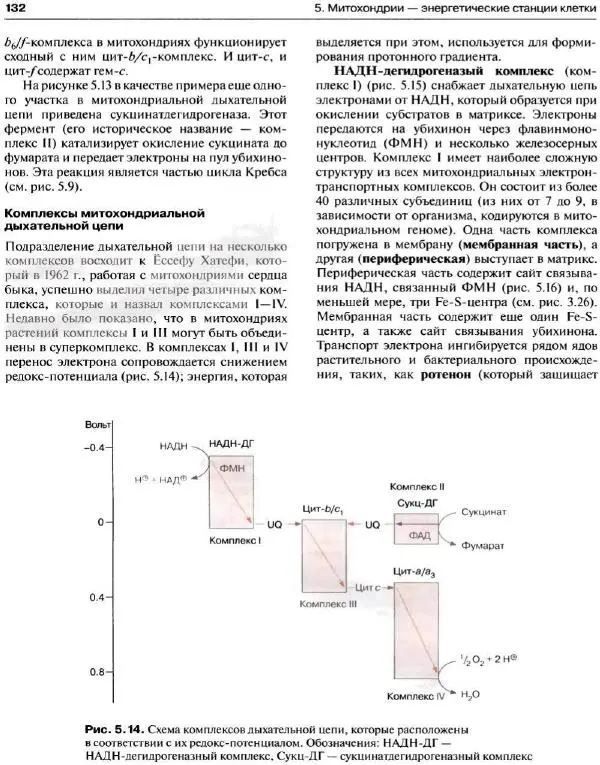 Ганс-Вальтер Хелдт - Биохимия растений - Страница № 133