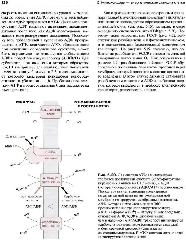 Ганс-Вальтер Хелдт - Биохимия растений - Страница № 137