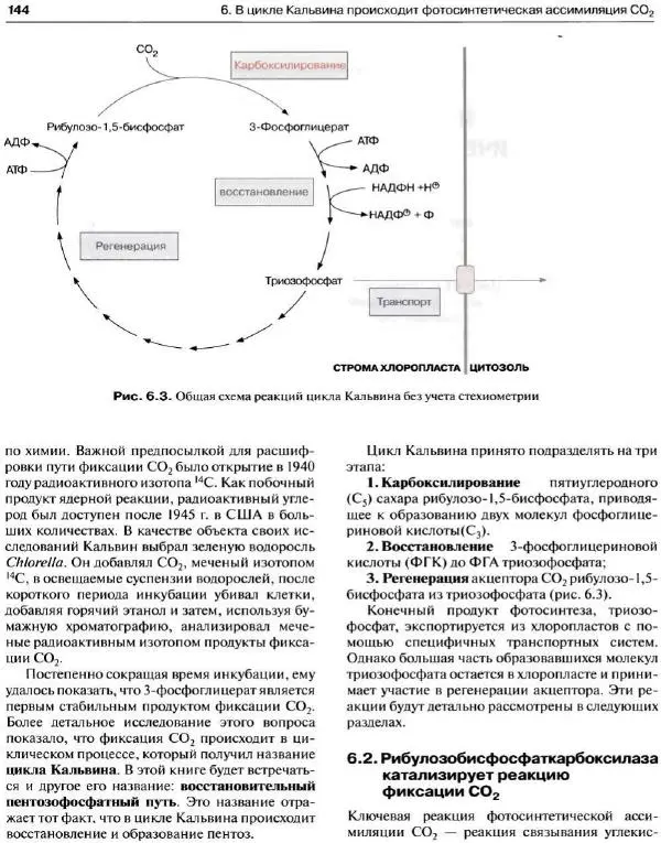 Ганс-Вальтер Хелдт - Биохимия растений - Страница № 145