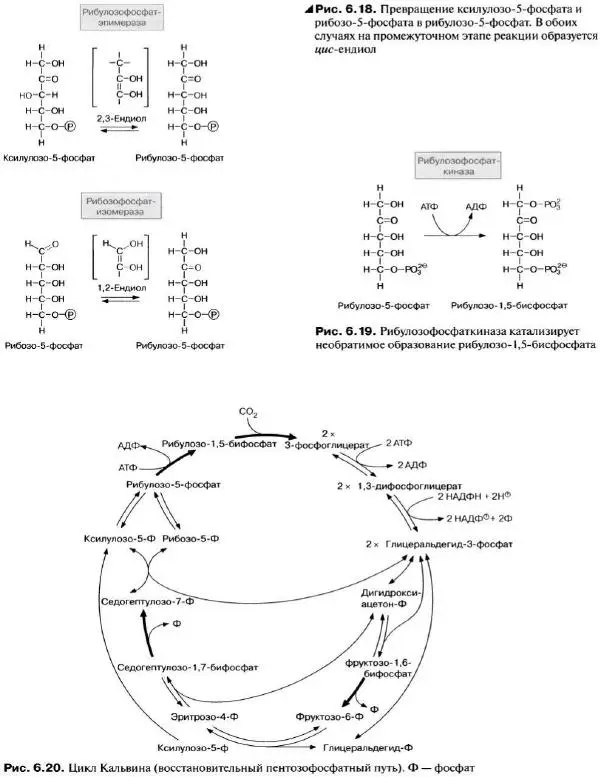 Ганс-Вальтер Хелдт - Биохимия растений - Страница № 157