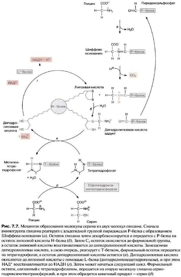 Ганс-Вальтер Хелдт - Биохимия растений - Страница № 170