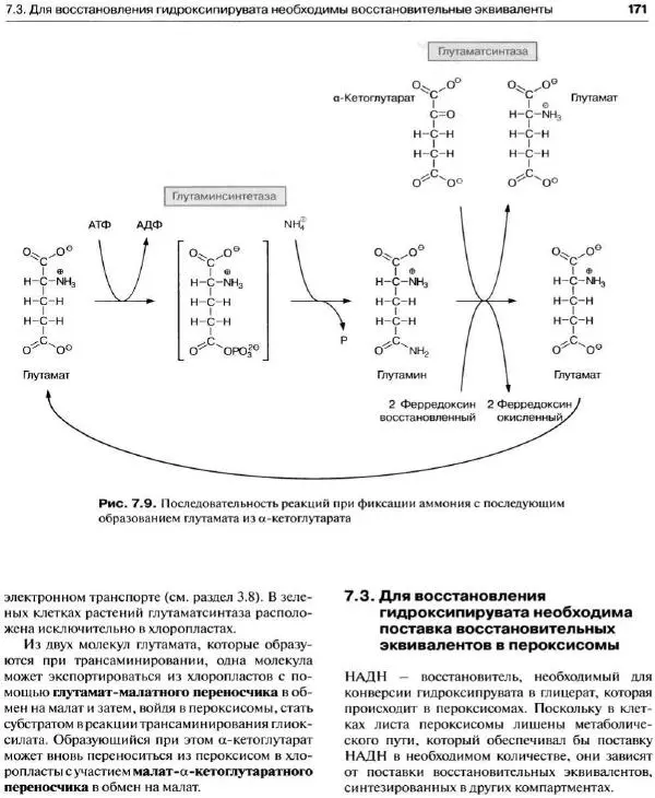 Ганс-Вальтер Хелдт - Биохимия растений - Страница № 172