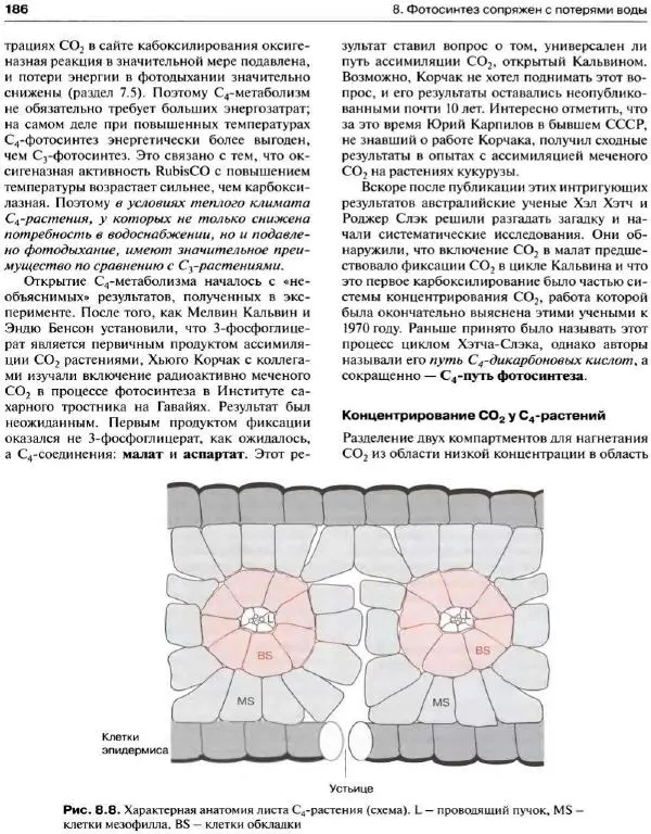 Ганс-Вальтер Хелдт - Биохимия растений - Страница № 187