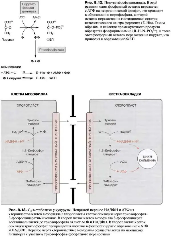 Ганс-Вальтер Хелдт - Биохимия растений - Страница № 191