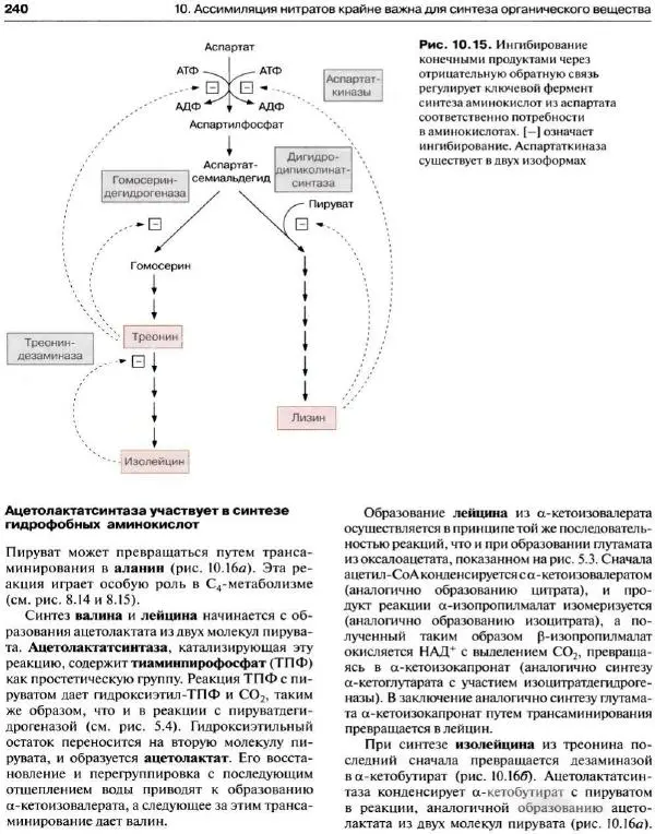 Ганс-Вальтер Хелдт - Биохимия растений - Страница № 241