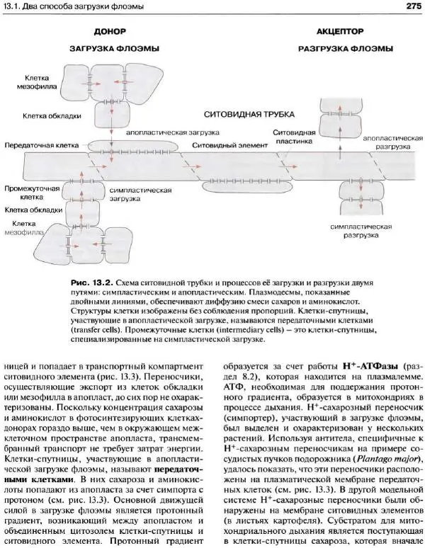 Ганс-Вальтер Хелдт - Биохимия растений - Страница № 276