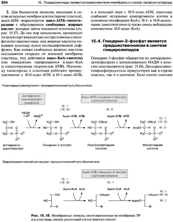 Ганс-Вальтер Хелдт - Биохимия растений - Страница № 305