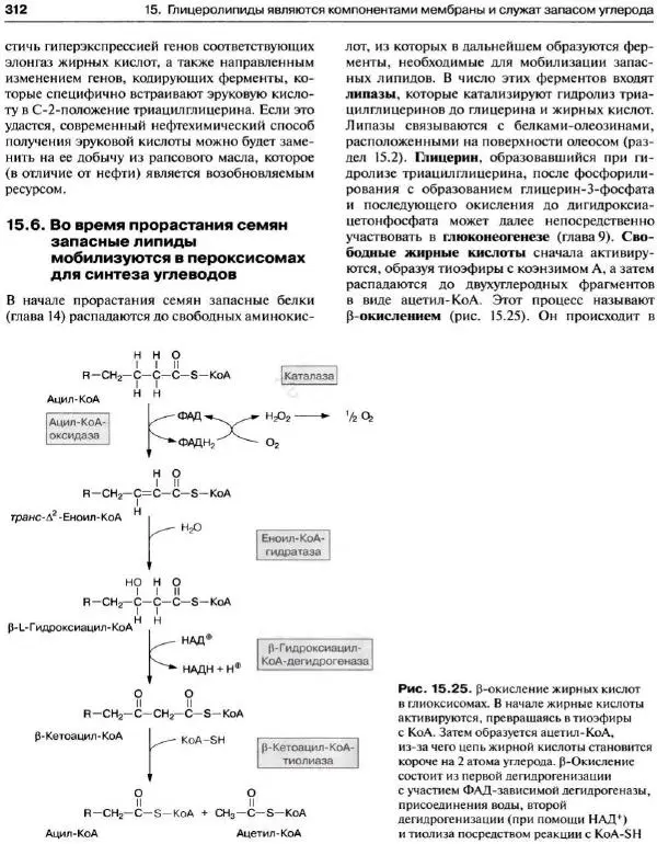 Ганс-Вальтер Хелдт - Биохимия растений - Страница № 314
