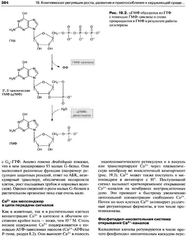 Ганс-Вальтер Хелдт - Биохимия растений - Страница № 365