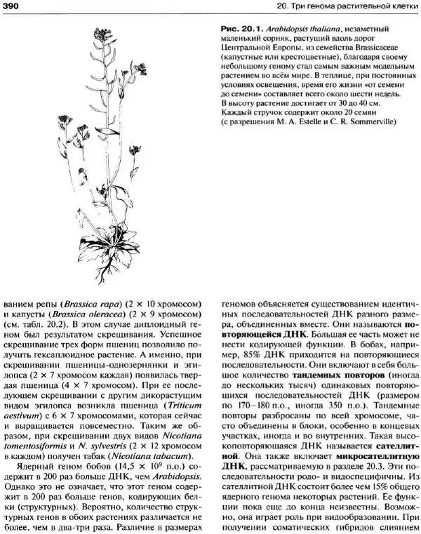 Ганс-Вальтер Хелдт - Биохимия растений - Страница № 391