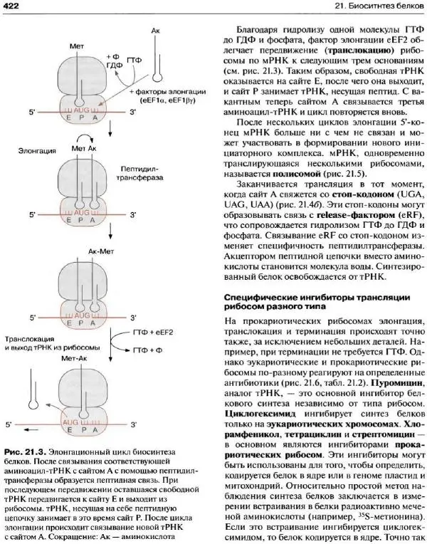 Ганс-Вальтер Хелдт - Биохимия растений - Страница № 423