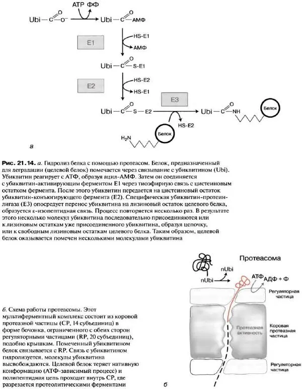 Ганс-Вальтер Хелдт - Биохимия растений - Страница № 436