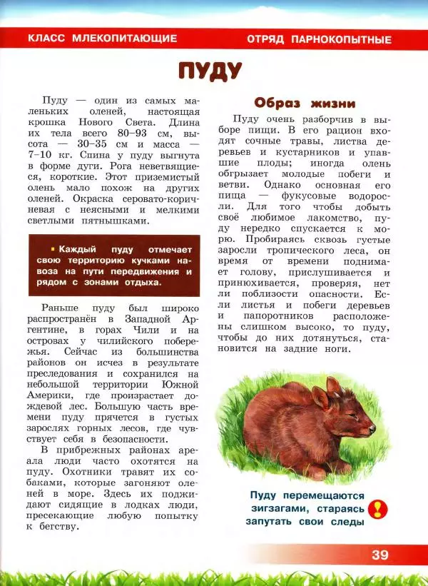 Сергей Рублев - Животные Южной Америки - Страница № 40