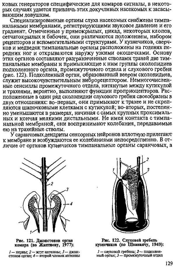 Юрий Захваткин - Курс общей энтомологии - Страница № 129