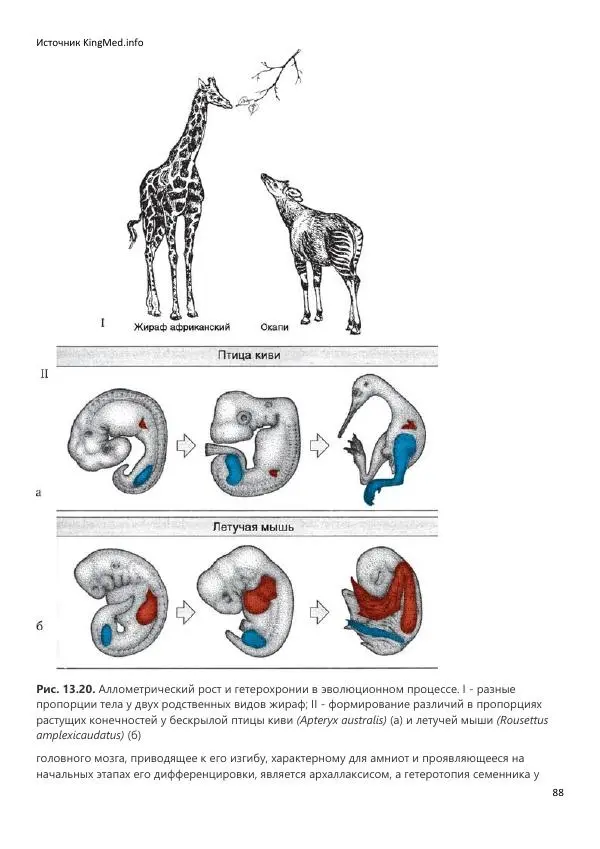  Коллектив авторов - Биология. Том 2 - Страница № 88