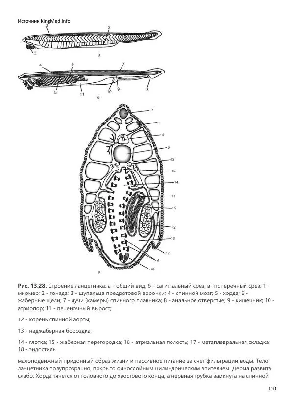  Коллектив авторов - Биология. Том 2 - Страница № 110
