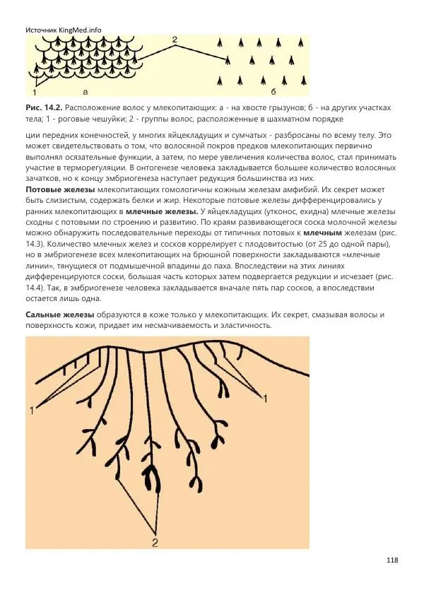  Коллектив авторов - Биология. Том 2 - Страница № 118