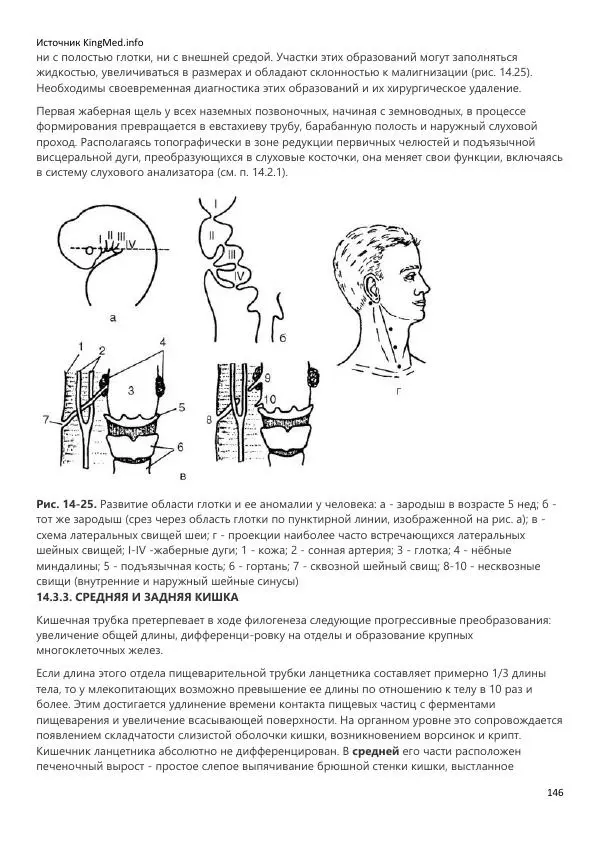  Коллектив авторов - Биология. Том 2 - Страница № 146