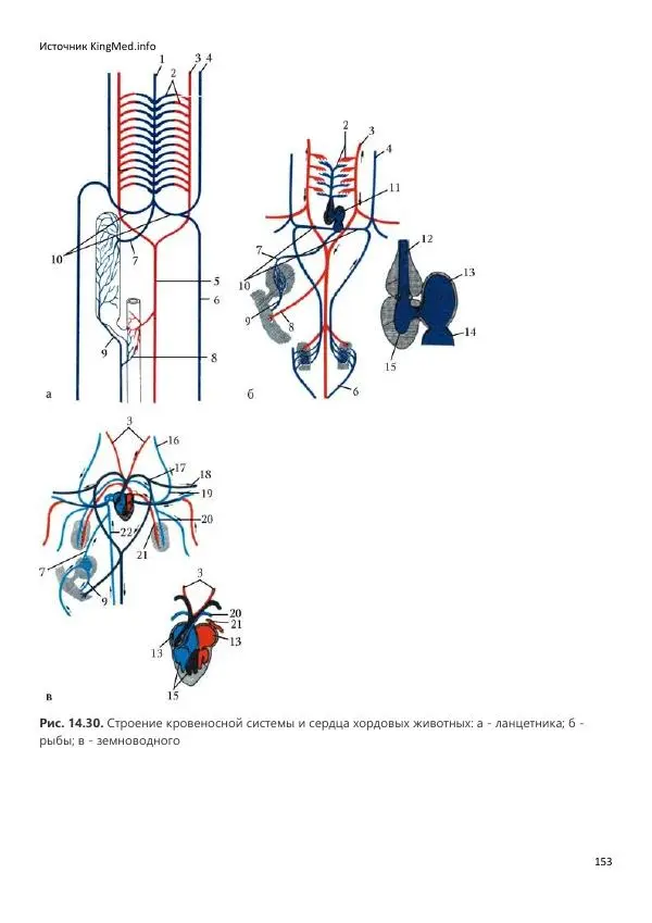 Коллектив авторов - Биология. Том 2 - Страница № 153