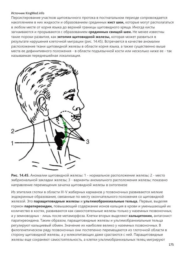 Коллектив авторов - Биология. Том 2 - Страница № 175