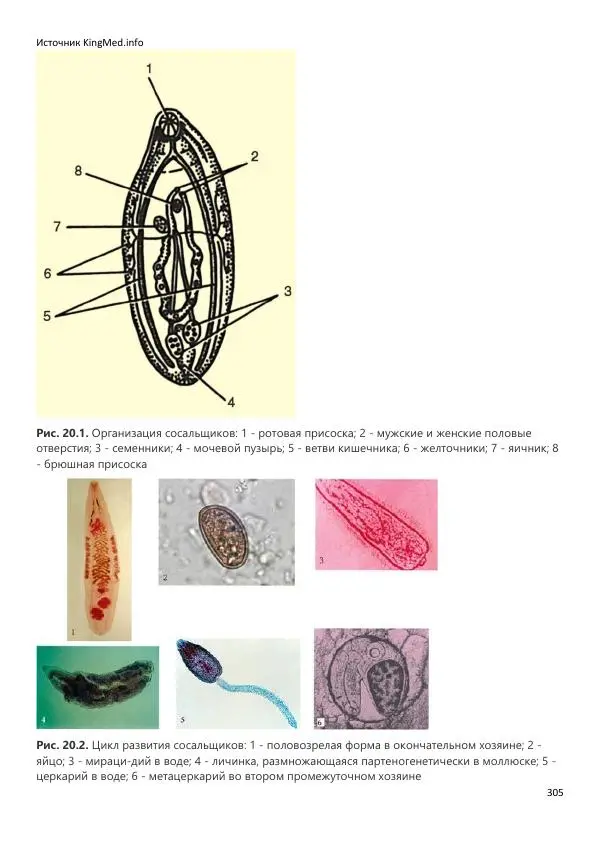  Коллектив авторов - Биология. Том 2 - Страница № 305