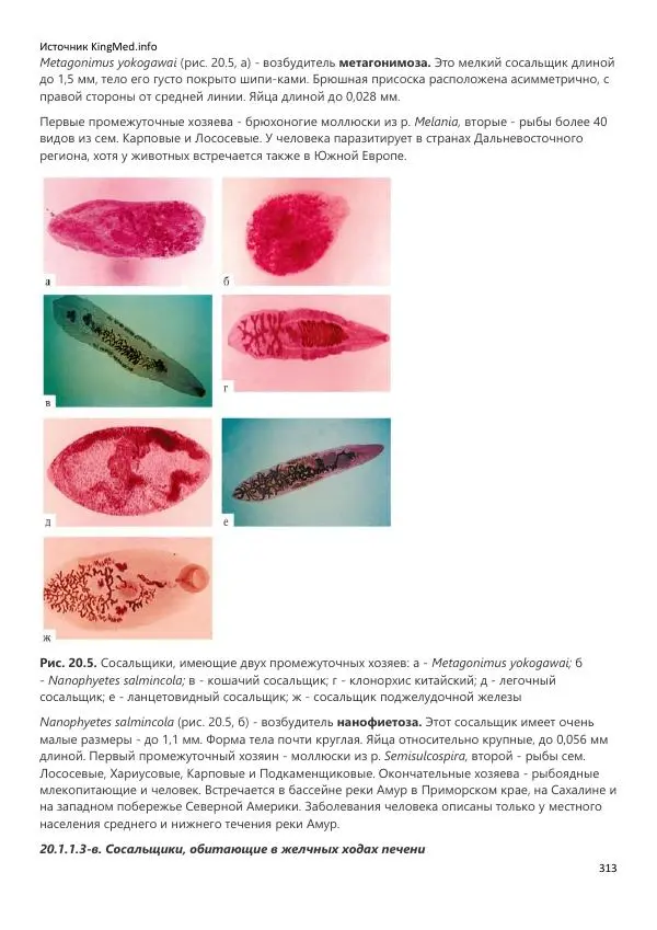  Коллектив авторов - Биология. Том 2 - Страница № 313