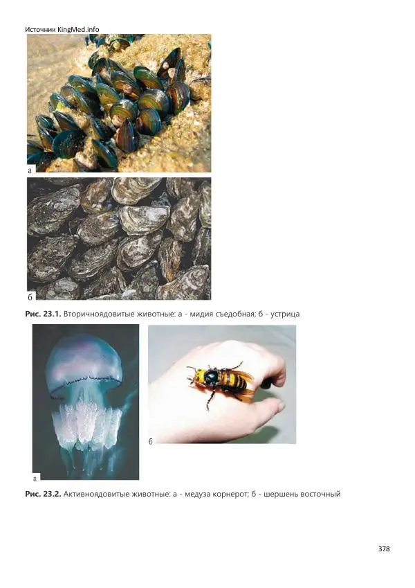  Коллектив авторов - Биология. Том 2 - Страница № 378