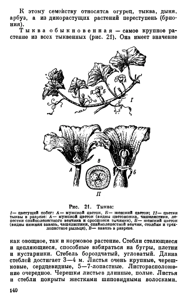 Владимир Исаин - Основы ботаники - Страница № 141