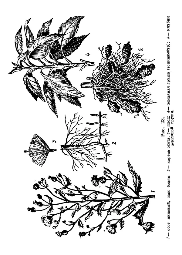 Владимир Исаин - Основы ботаники - Страница № 145