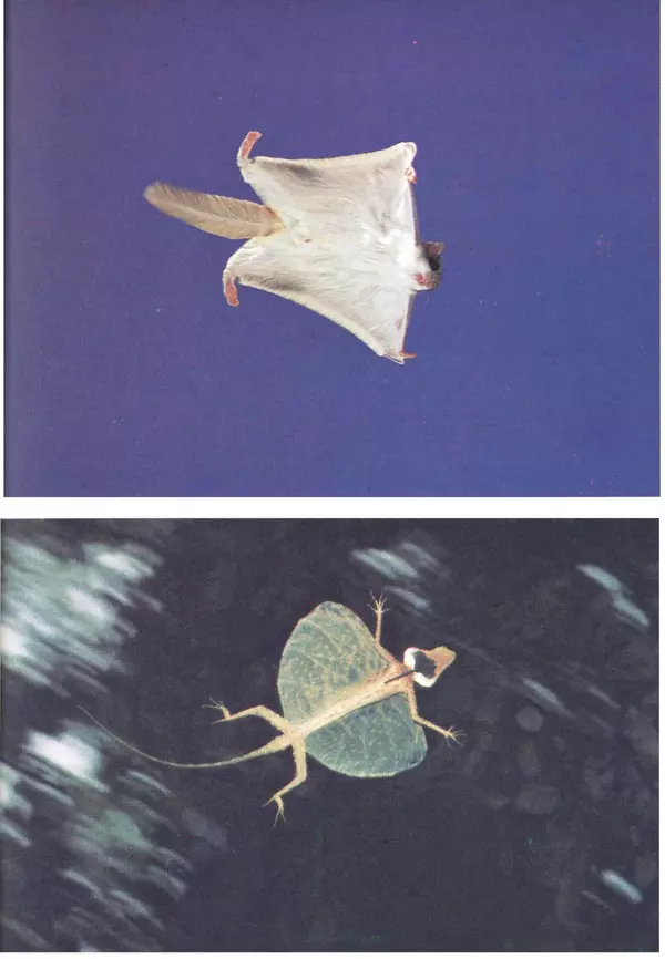 Дэвид Эттенборо - Живая планета - Страница № 104