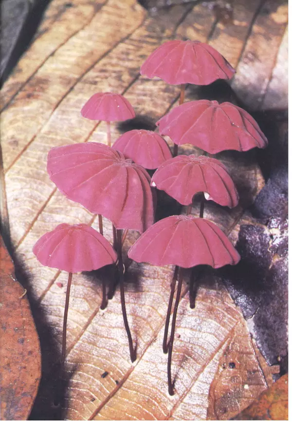 Дэвид Эттенборо - Живая планета - Страница № 106