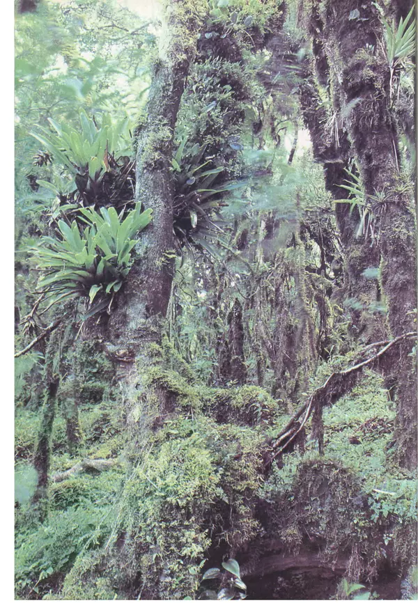 Дэвид Эттенборо - Живая планета - Страница № 115