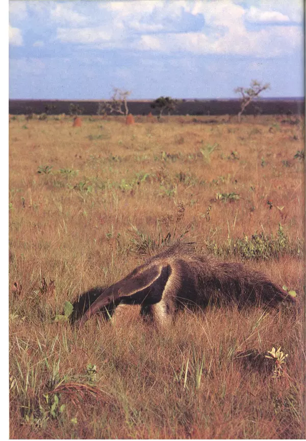 Дэвид Эттенборо - Живая планета - Страница № 125