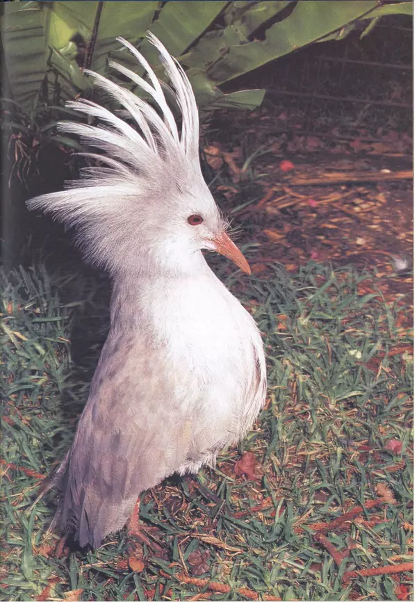 Дэвид Эттенборо - Живая планета - Страница № 258