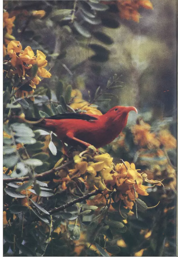 Дэвид Эттенборо - Живая планета - Страница № 267