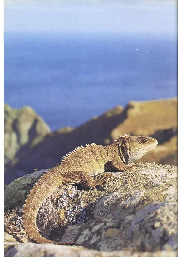 Дэвид Эттенборо - Живая планета - Страница № 269